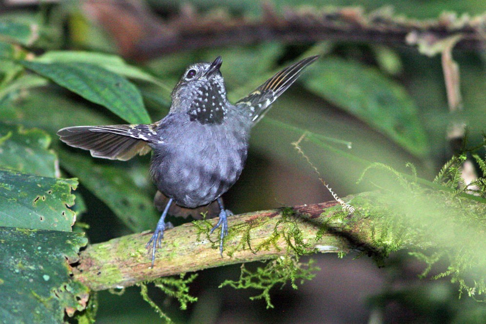 Star-throated Antwren (Rhopias gularis)