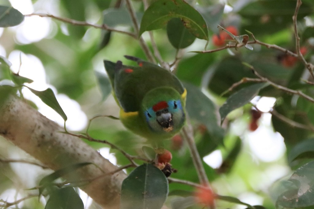 Psittacule double-oeil (Cyclopsitta diophthalma)