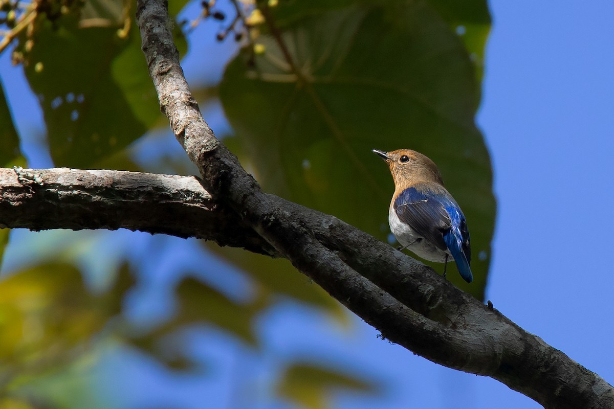 Papamoscas zafiro (Ficedula sapphira)