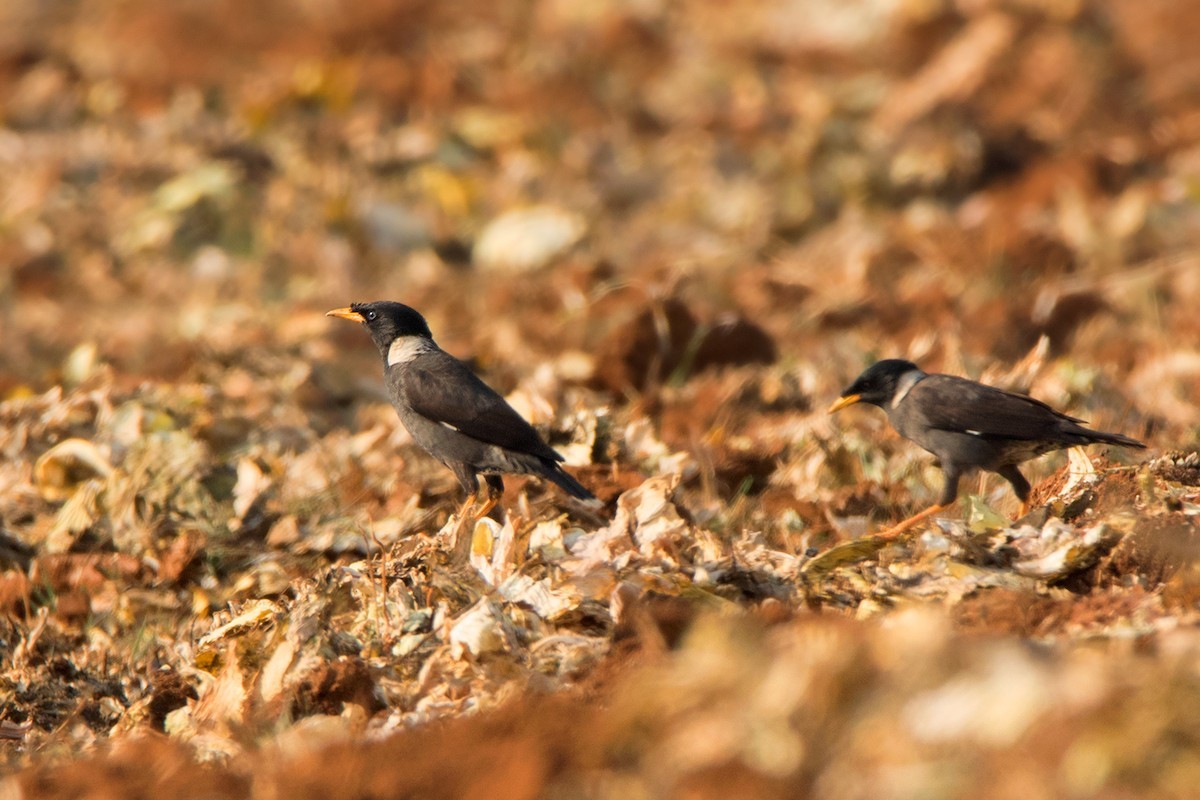 Miná acollarado (Acridotheres albocinctus)