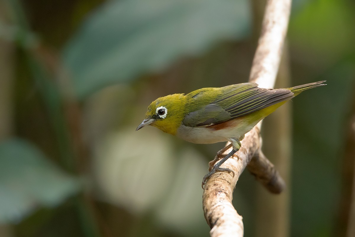 Rostflanken-Brillenvogel (Zosterops erythropleurus)