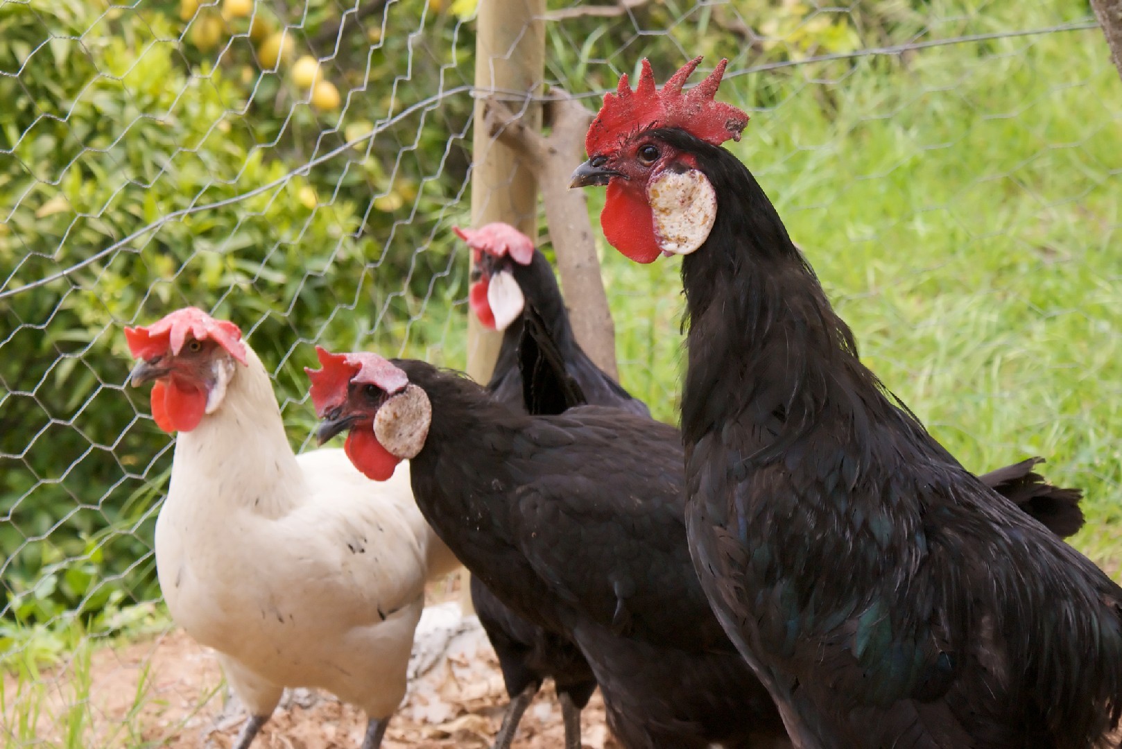 Gallus gallus domesticus 'Minorca' (Gallus gallus domesticus 'Minorca')