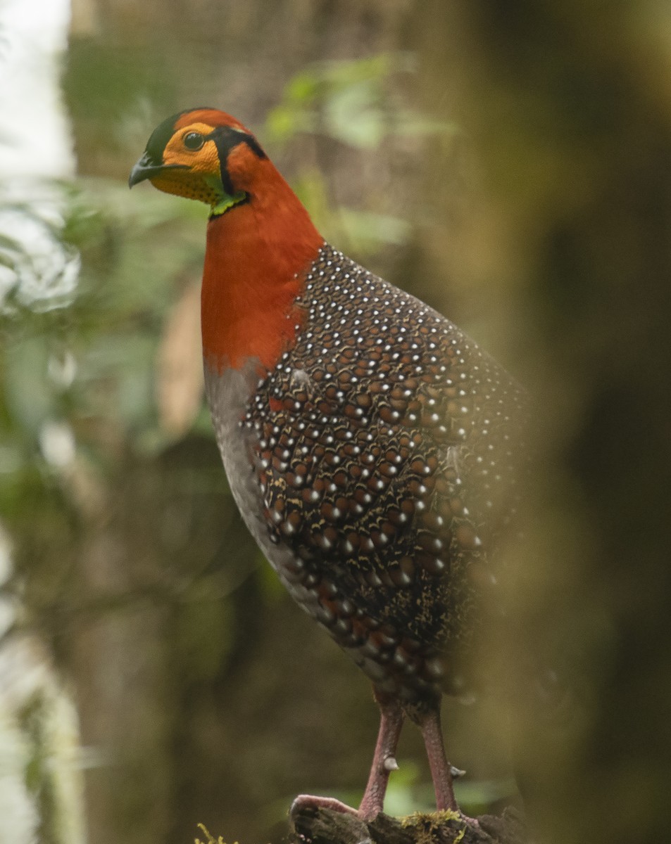 Tragopans (Tragopan)