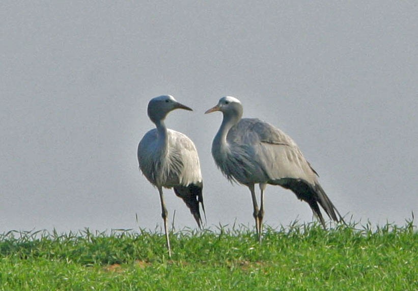 Paradieskranich (Grus paradisea)