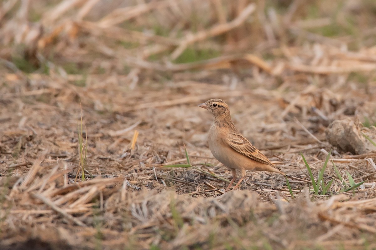 Mongolian Short-toed Lark (Calandrella dukhunensis)