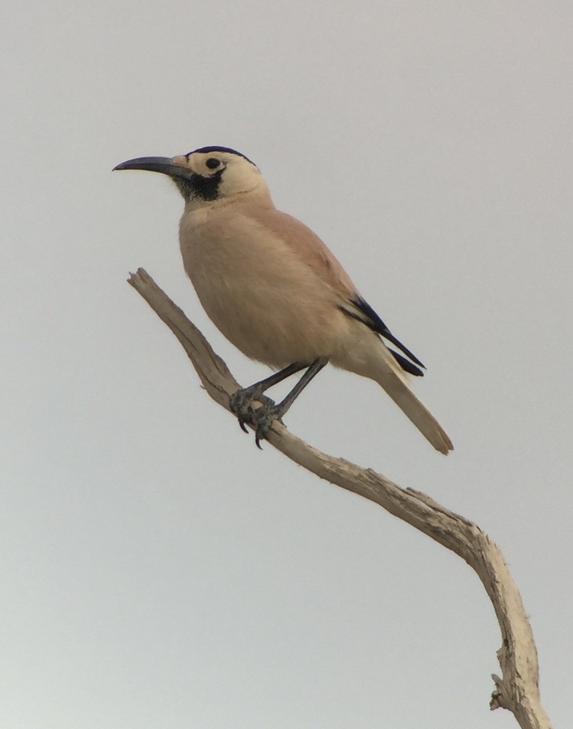 オジロサバクガラス (Podoces biddulphi)