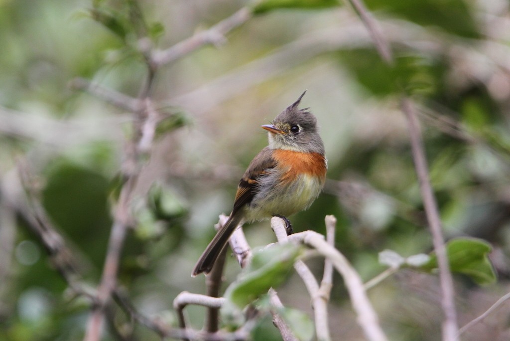 Belted Flycatcher (Xenotriccus callizonus)