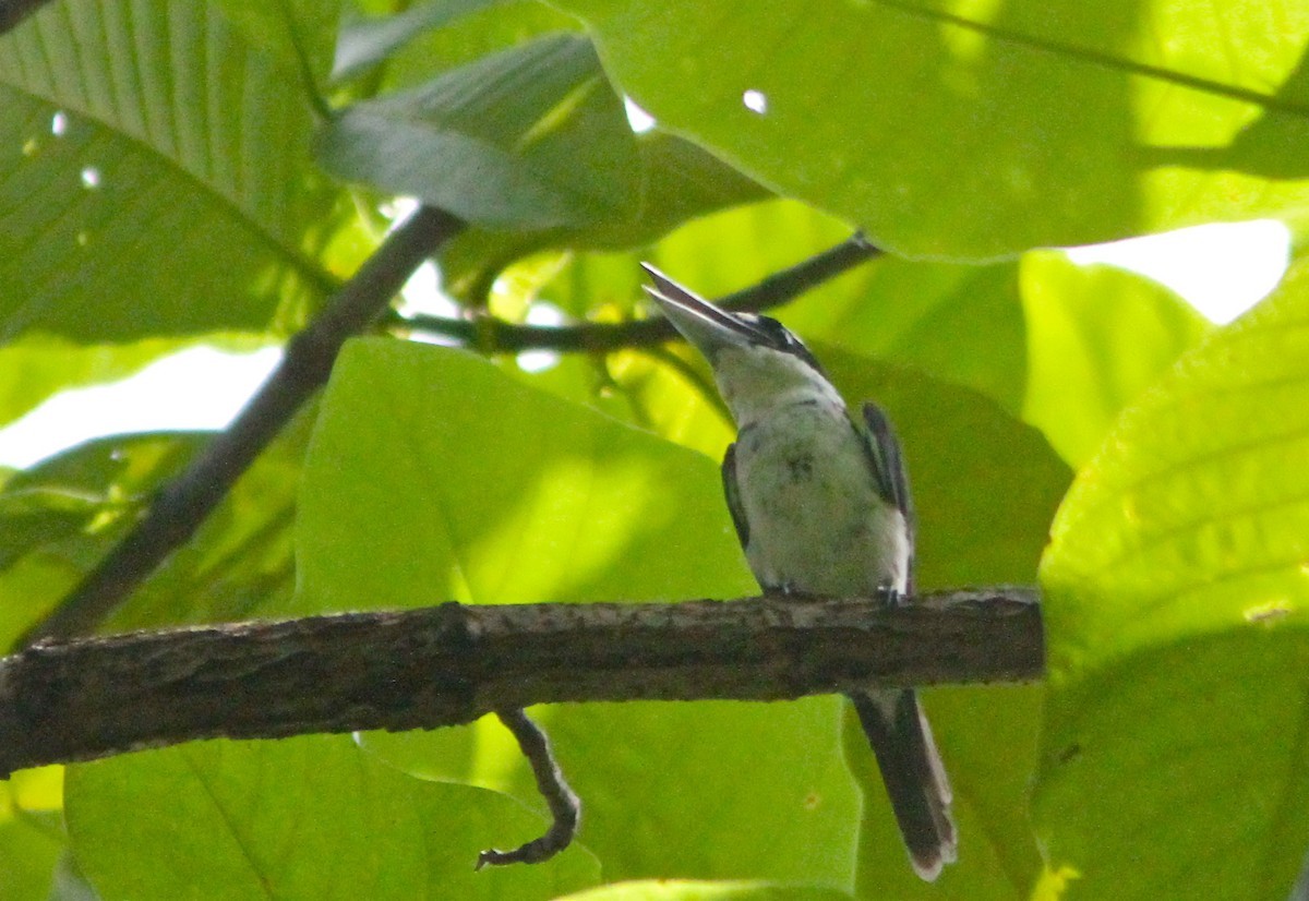 Halmaheraijsvogel (Todiramphus funebris)
