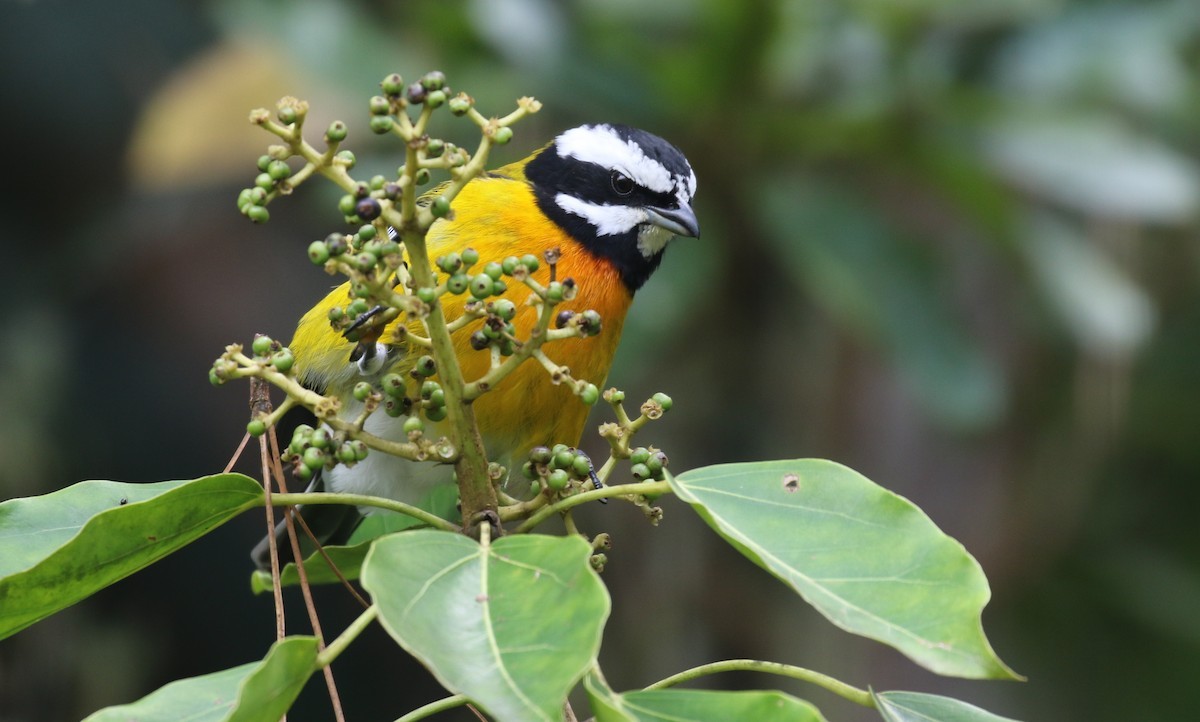 Jamaika-Streifenkopftangare (Spindalis nigricephala)