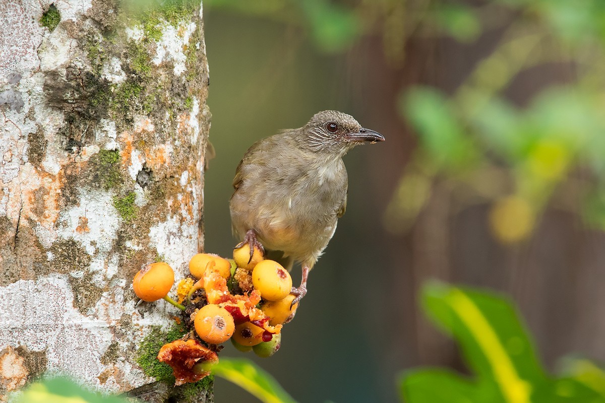 Ashy-fronted Bulbul (Pycnonotus cinereifrons)
