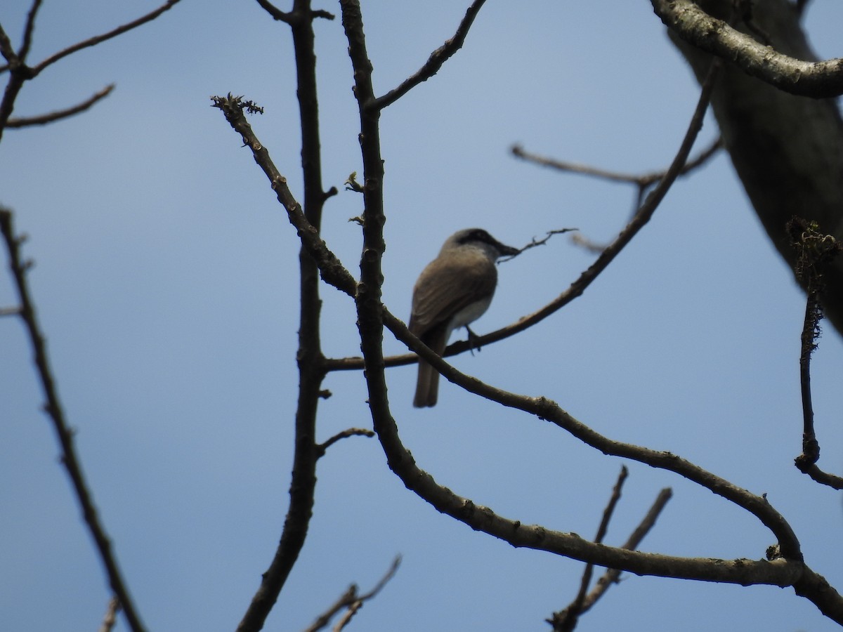 Large Woodshrike (Tephrodornis virgatus)