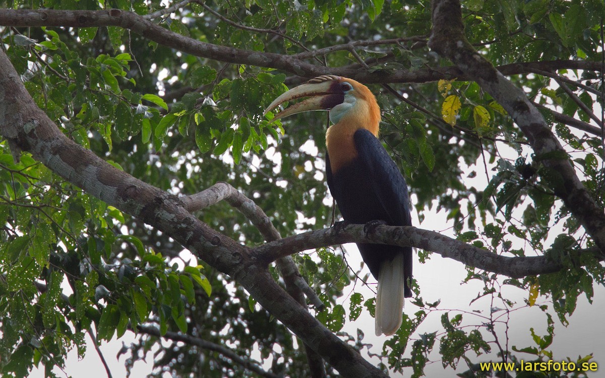 Rhyticeros (Rhyticeros)