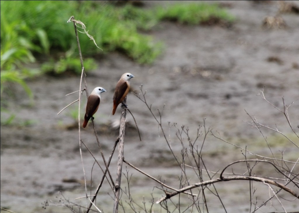 Capuchino pálido (Lonchura pallida)