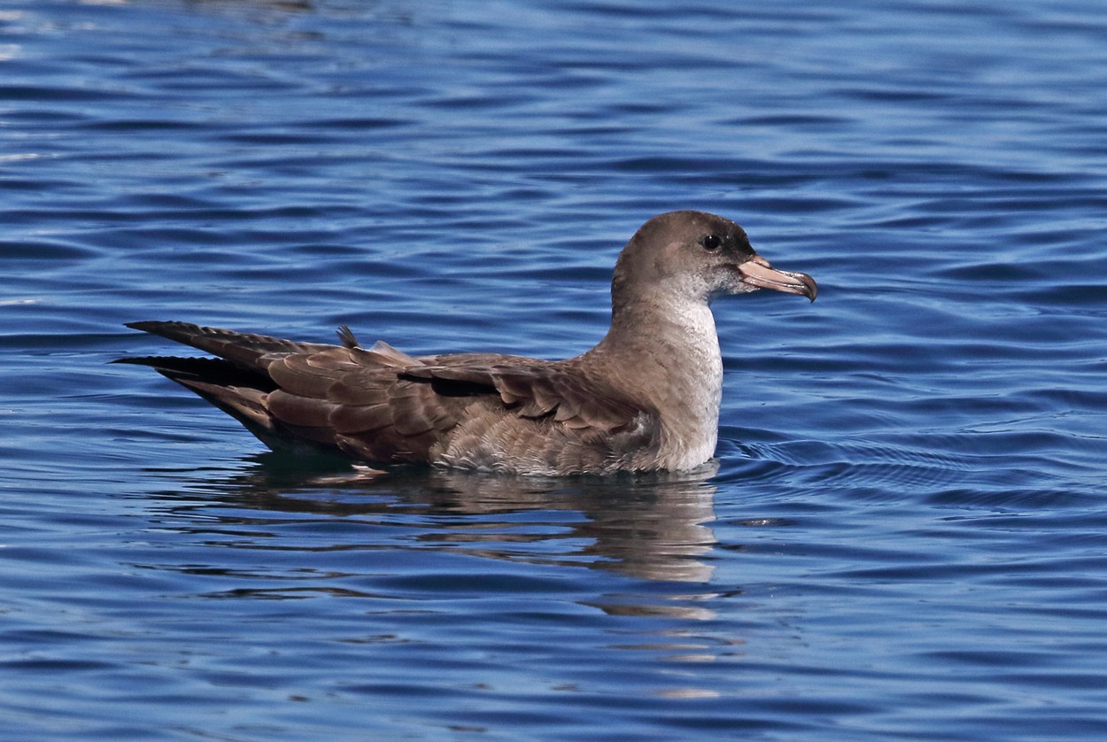 Розовоногий буревестник (Ardenna creatopus)