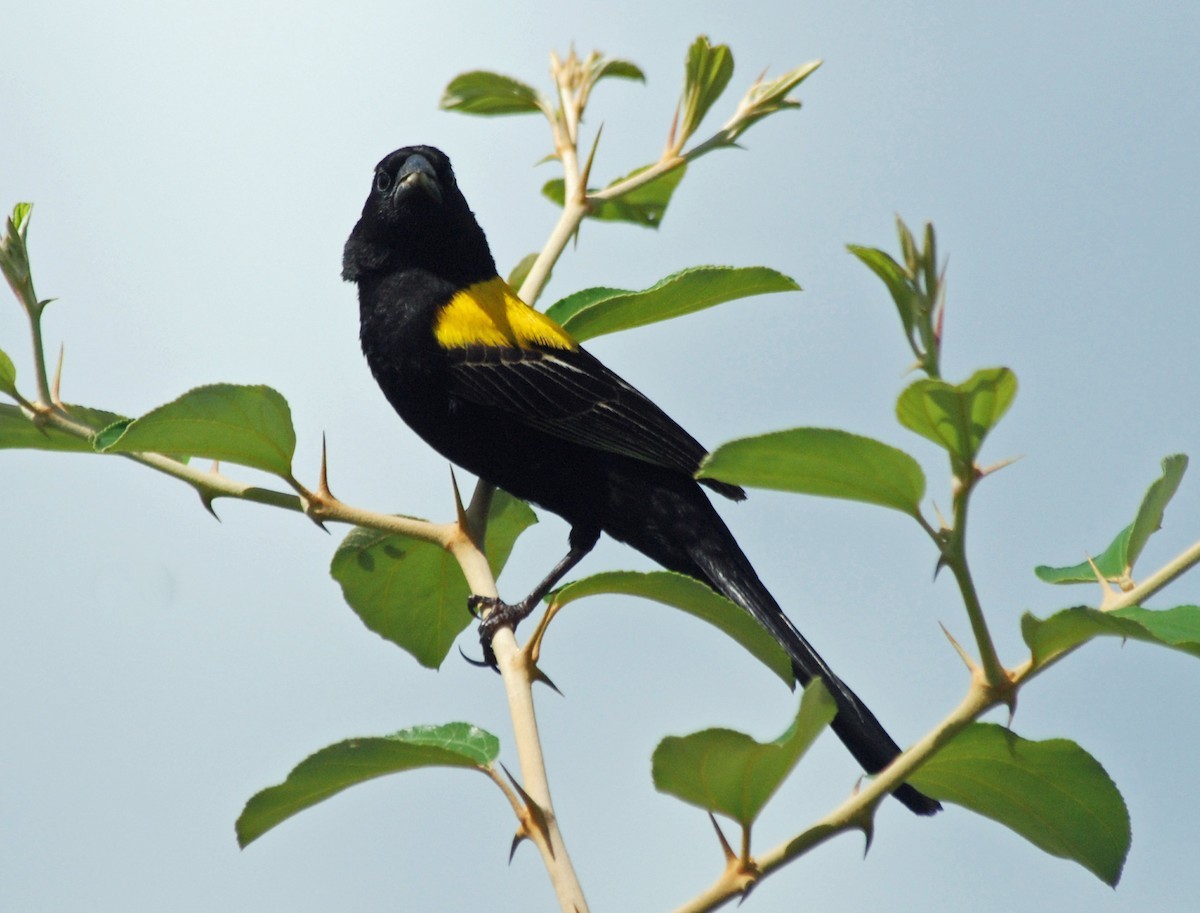 Obispo dorsiamarillo (Euplectes macroura)