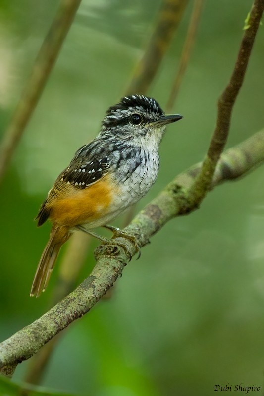 Guianan Warbling Antbird (Hypocnemis cantator)