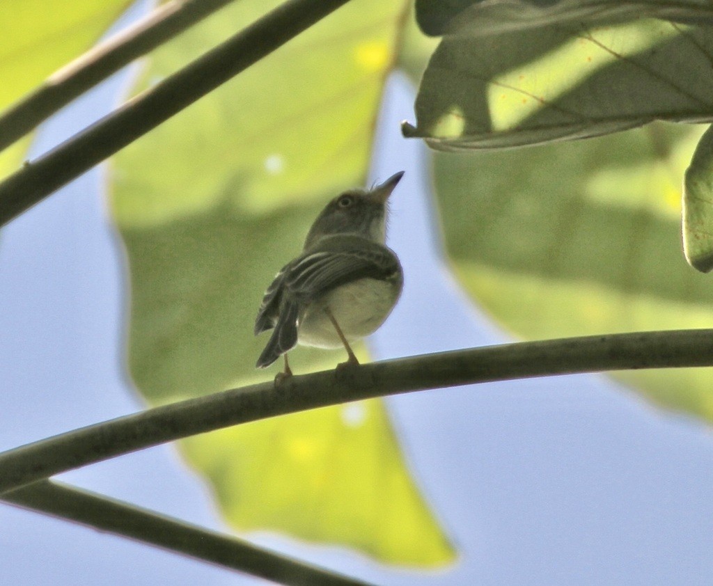 Bleekoogdwergtiran (Atalotriccus pilaris)