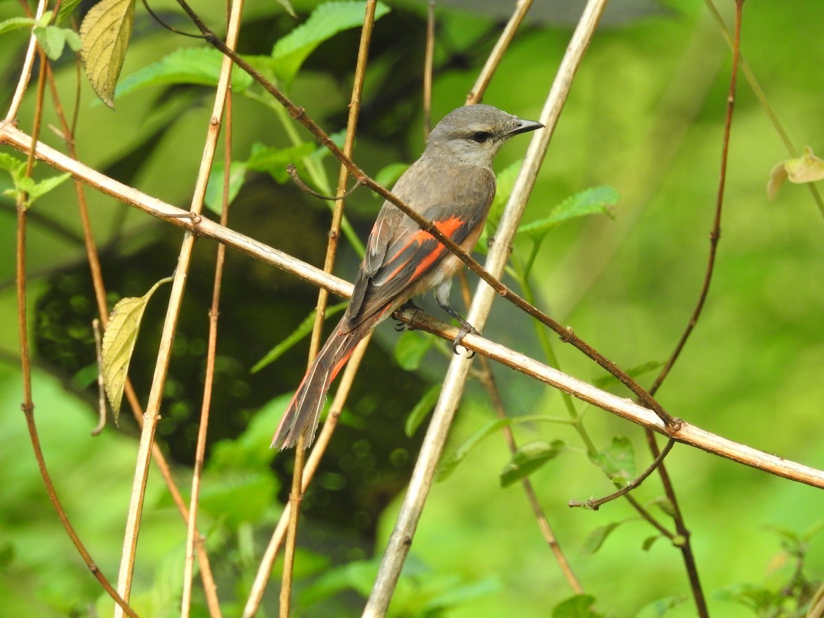 Розовый длиннохвостый личинкоед (Pericrocotus roseus)