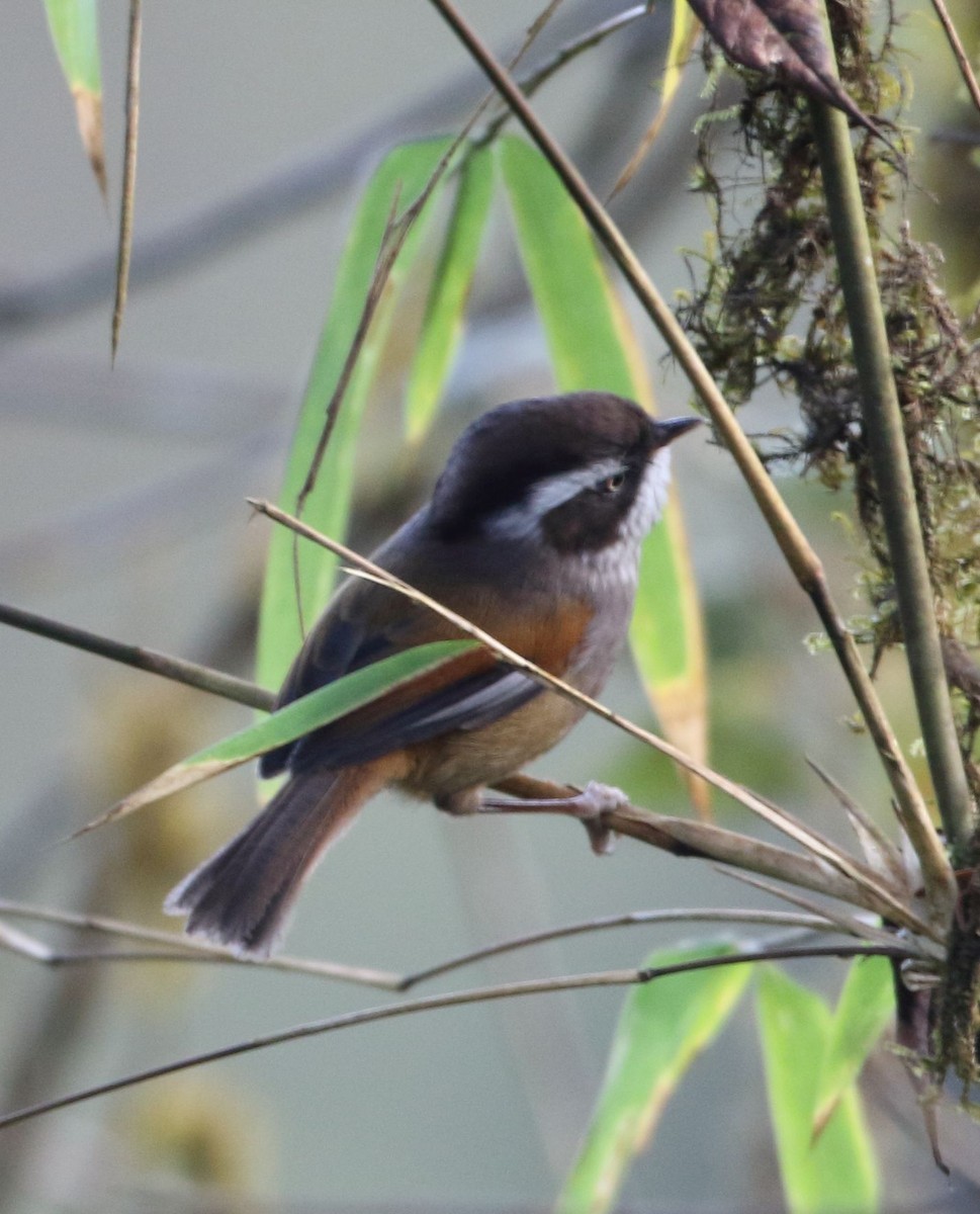 Fulveta Cejiblanca (Fulvetta vinipectus)