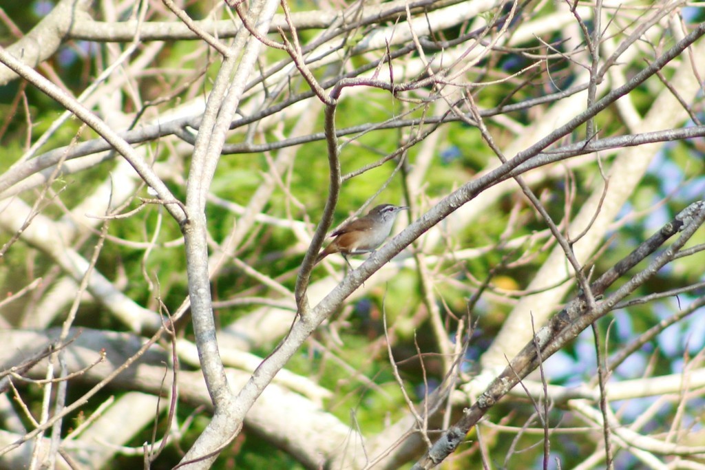 Cabanis's Wren (Cantorchilus modestus)