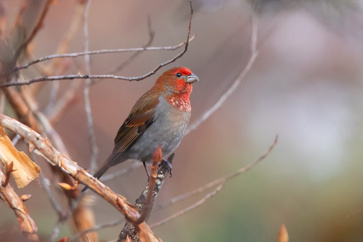 Crimson-browed Finch (Carpodacus subhimachalus)