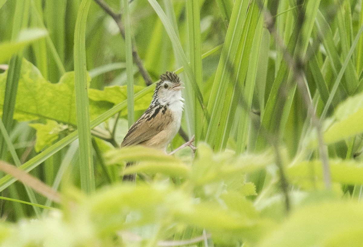 Indian Grassbird (Graminicola bengalensis)