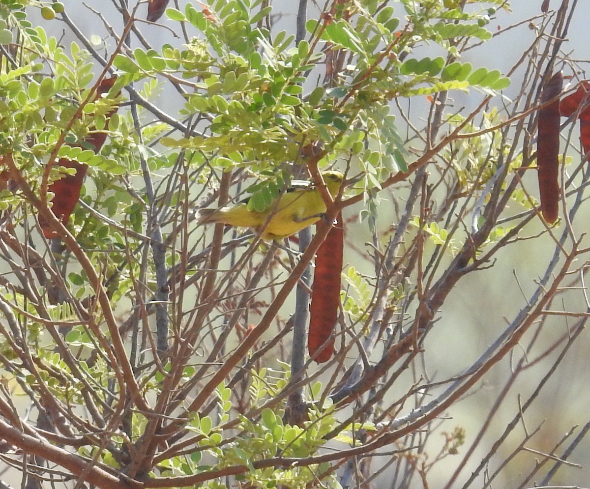 White-tailed Iora (Aegithina nigrolutea)