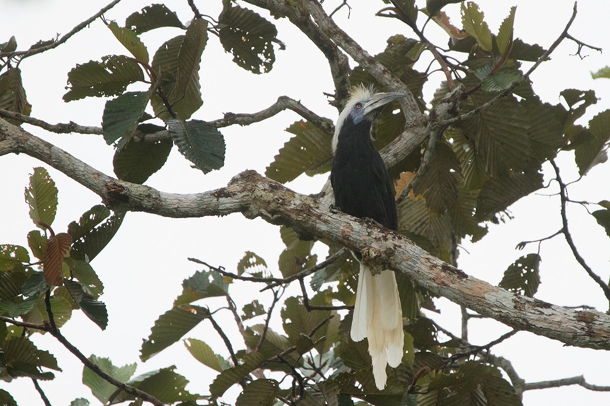 Langschopf-Hornvogel (Berenicornis comatus)