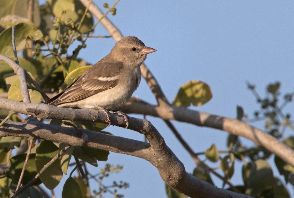 Yellow-throated Sparrow (Gymnoris xanthocollis)