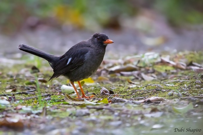 Witkinlijster (Turdus aurantius)