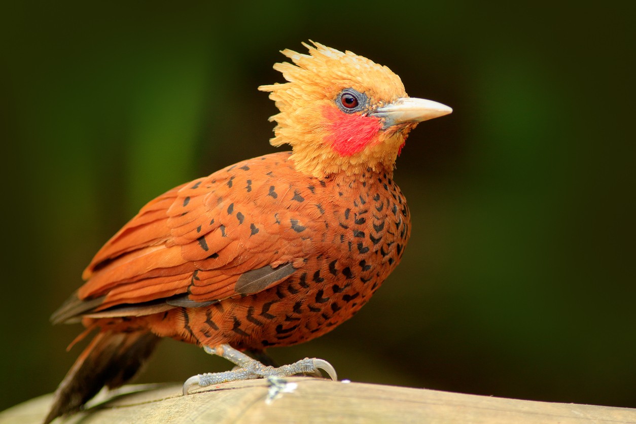 Neotropical Crested Woodpeckers (Celeus)