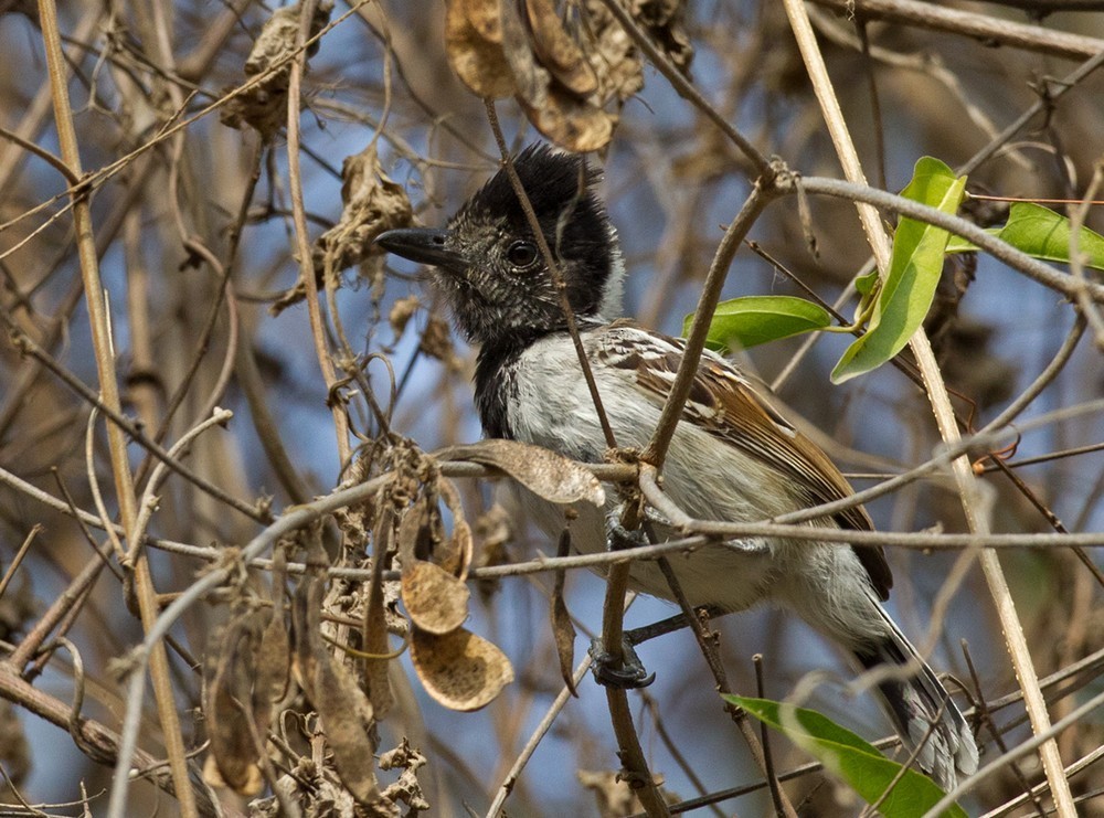 Withalsmierklauwier (Thamnophilus bernardi)