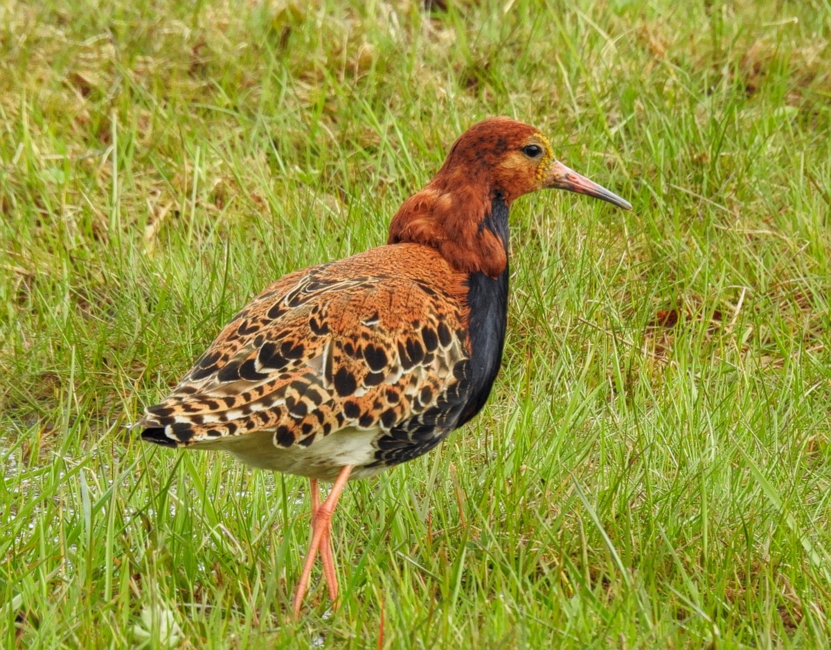 목도리도요 (Calidris pugnax)