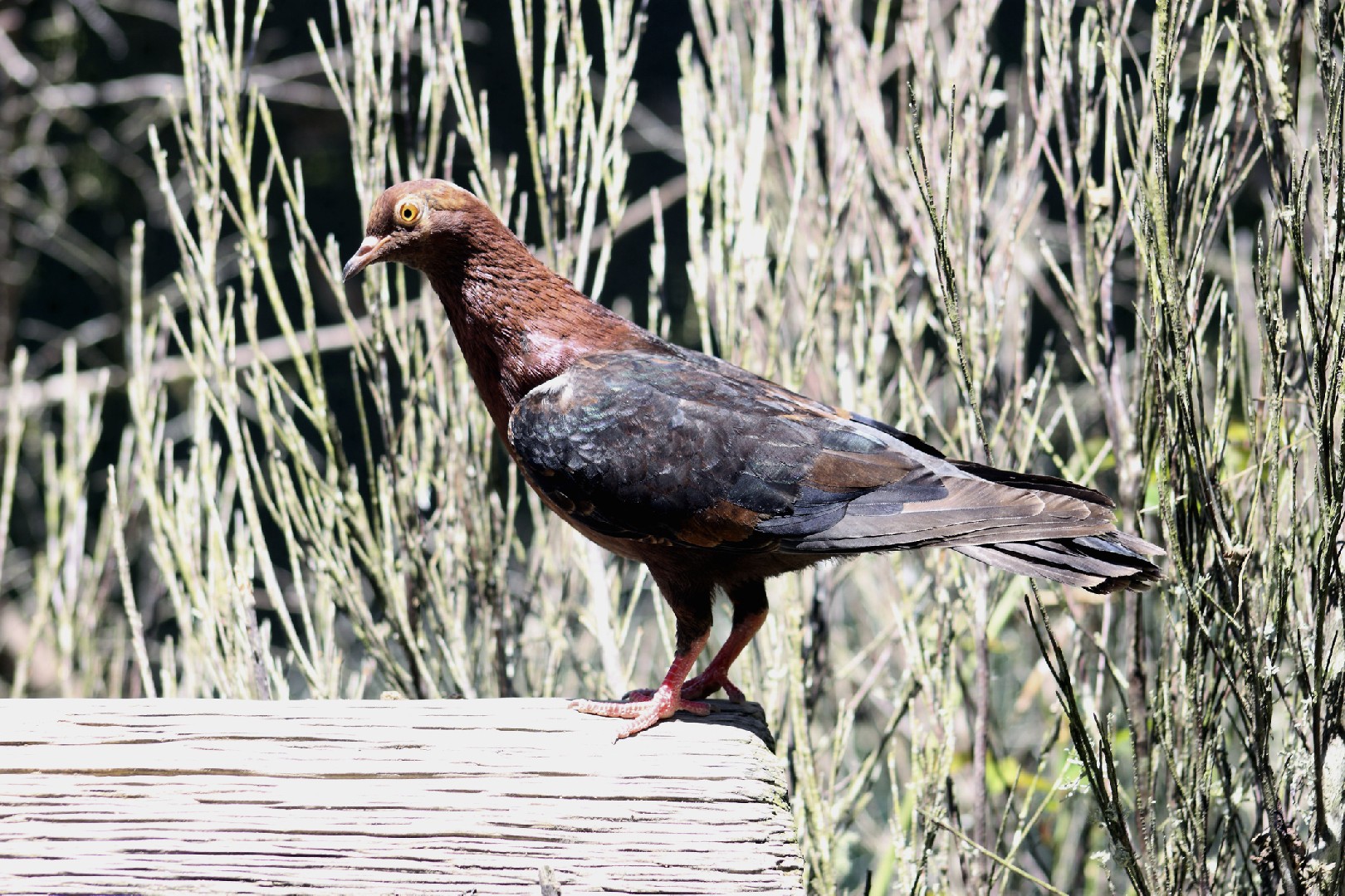 Columba livia domesticus 'Archangel' (Columba livia domesticus 'Archangel')