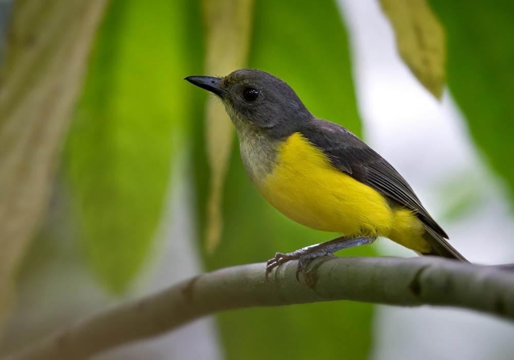 Diadeemfluiter (Pachycephala flavifrons)
