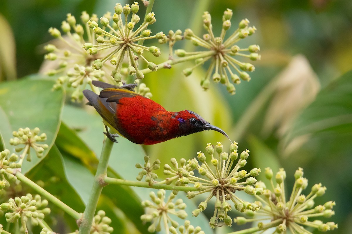 Mrs. Gould's Sunbird (Aethopyga gouldiae)