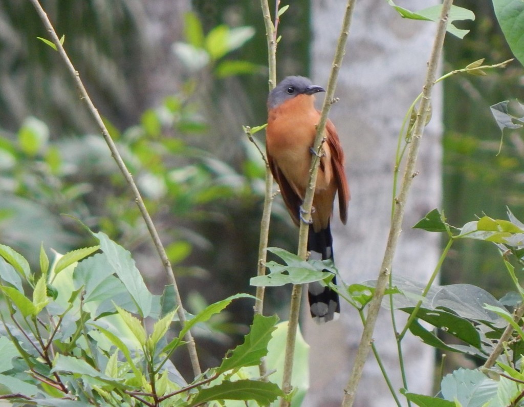 Grey-capped Cuckoo (Coccyzus lansbergi)