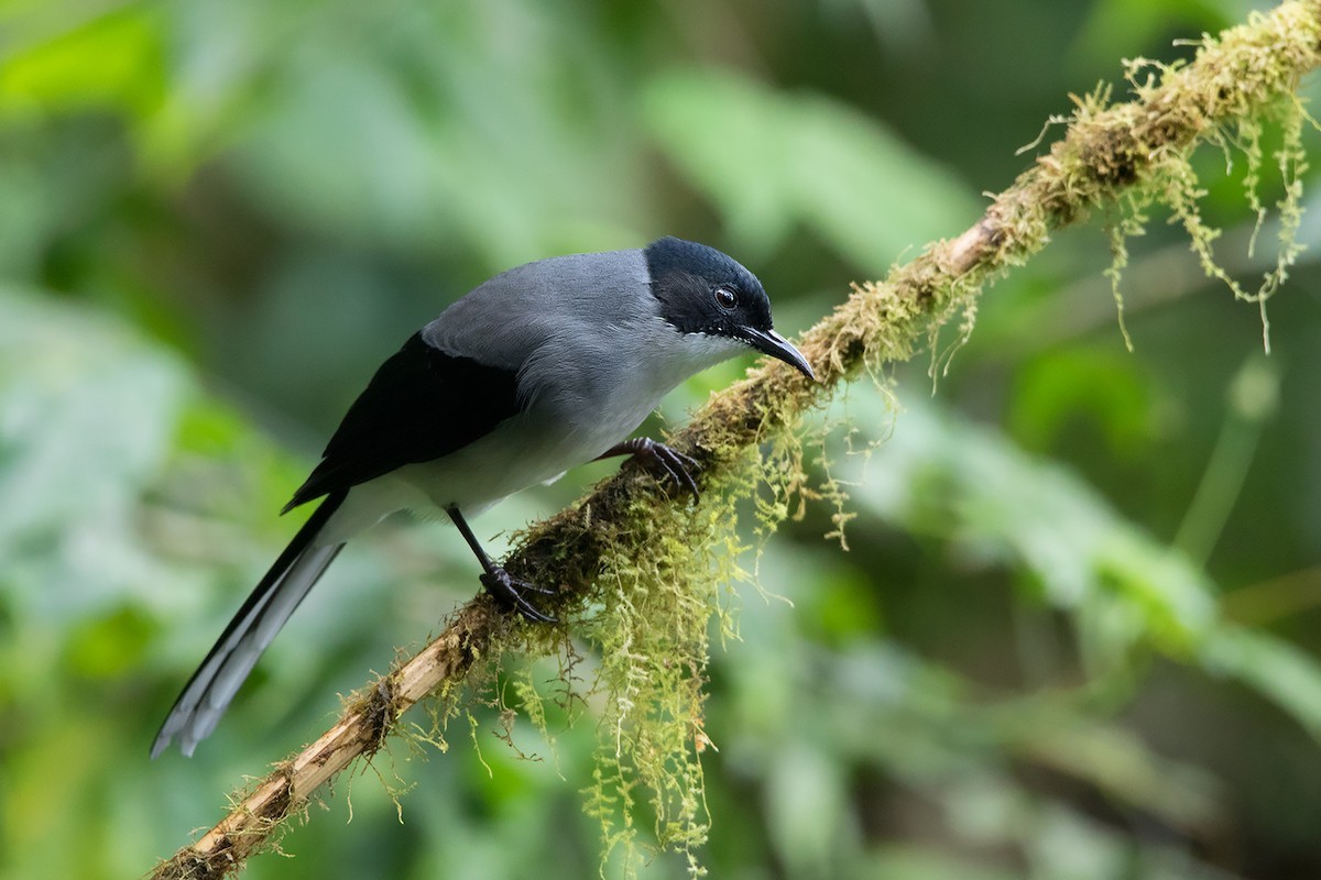 Black-headed Sibia (Heterophasia desgodinsi)