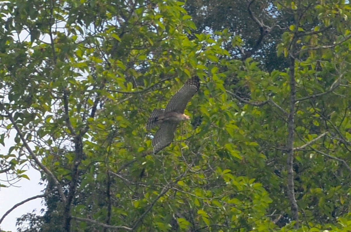 Legge's Hawk-eagle (Nisaetus kelaarti)