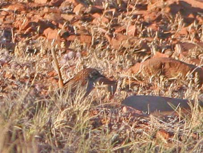 ヒメノドジロセスジムシクイ (Amytornis merrotsyi)