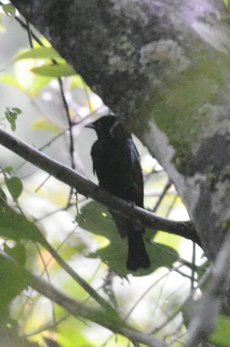 Drongo-cuckoos (Surniculus)