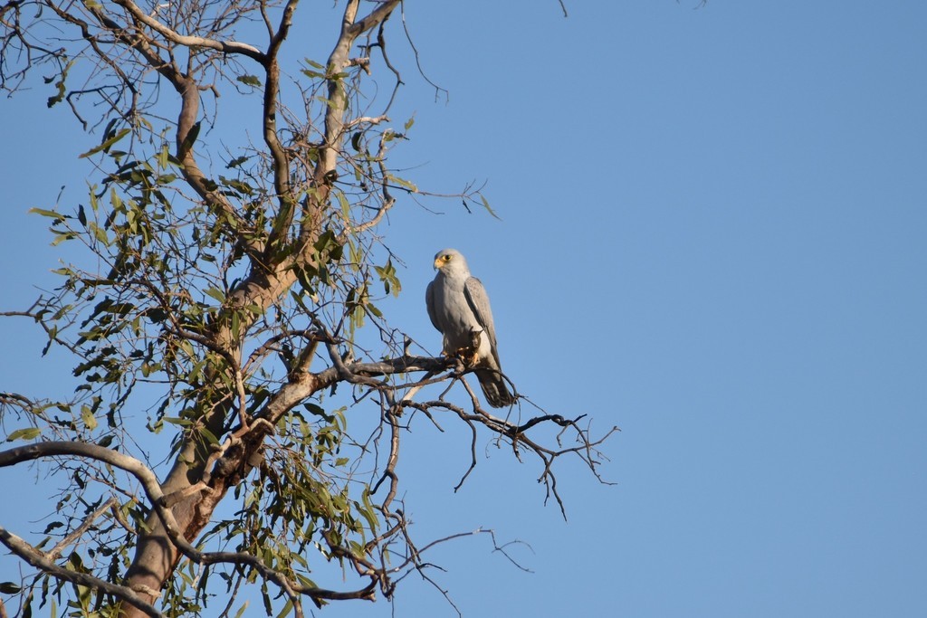 Серый сокол (Falco hypoleucos)