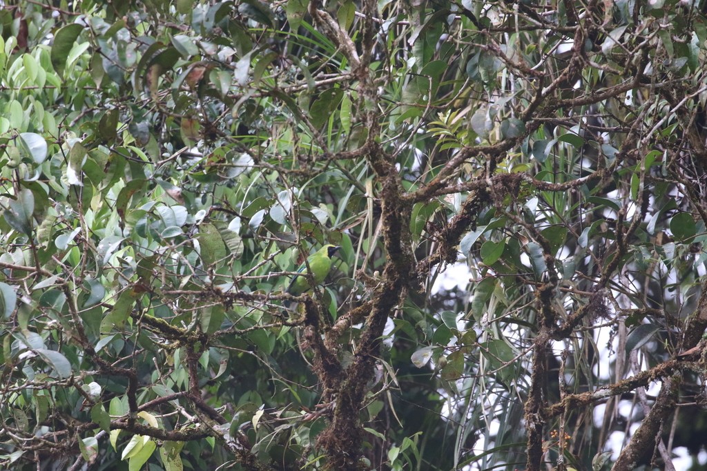 Verdín de Borneo (Chloropsis kinabaluensis)