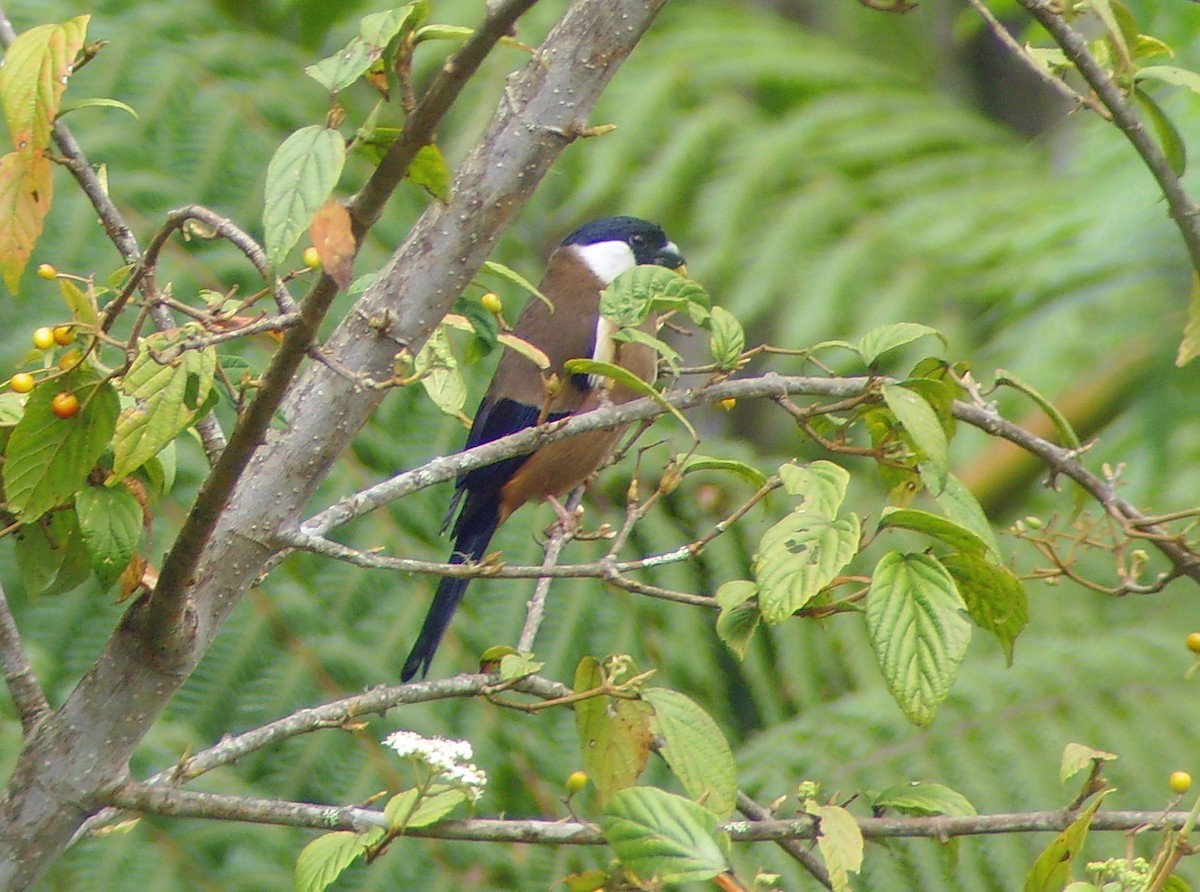 White-cheeked Bullfinch (Pyrrhula leucogenis)