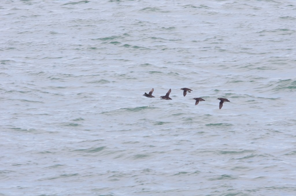 Rhinoceros Auklet (Cerorhinca monocerata)