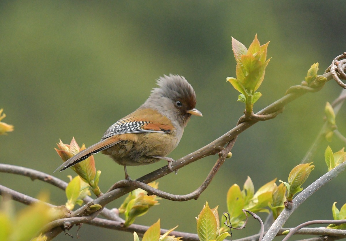 Rusty-fronted Barwing (Actinodura egertoni)