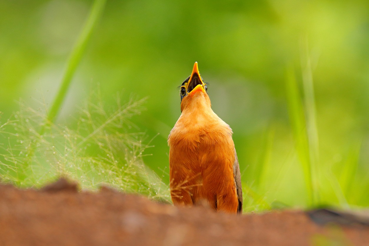 Lesser Ground Cuckoo (Morococcyx)