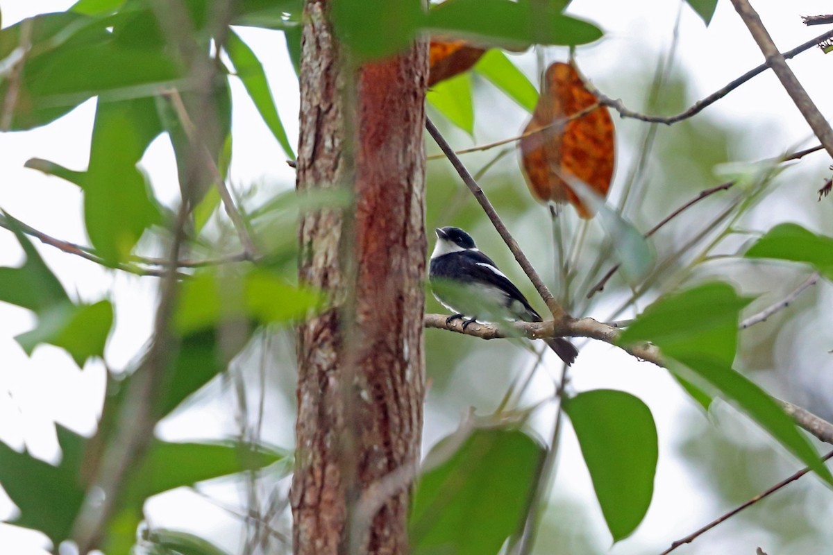 Ward's Flycatcher (Pseudobias wardi)