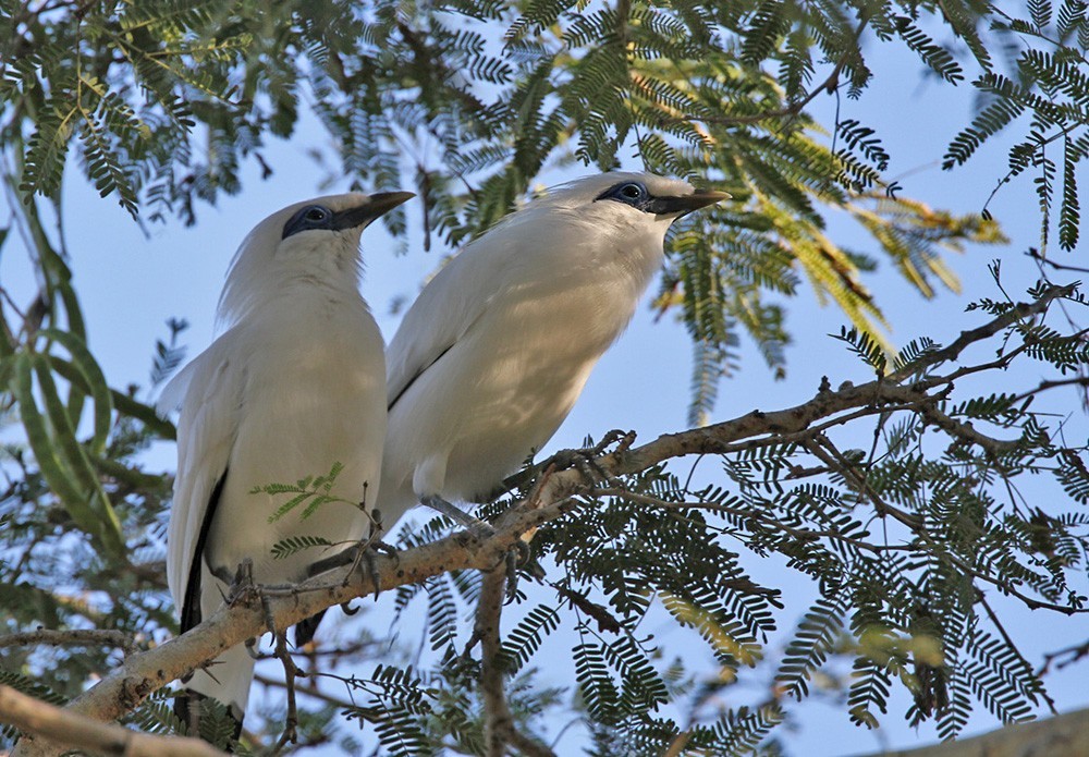 峇里島長冠八哥 (Leucopsar rothschildi)