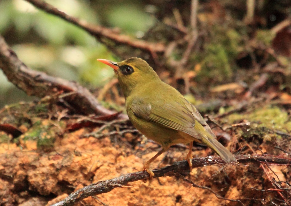 Chlorocharis (Chlorocharis)